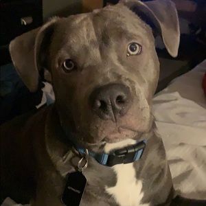 Meet your Posher, Gavin